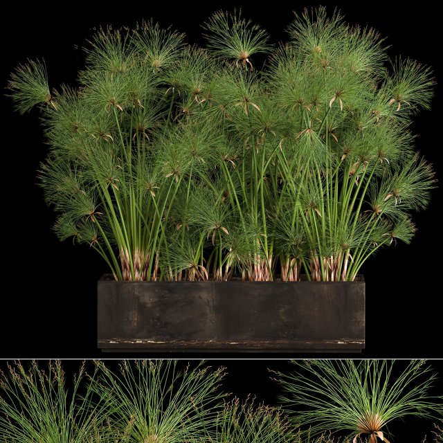 Cyperus Papyrus In A Rust Pot For The Interior 1049 3D Модель In.