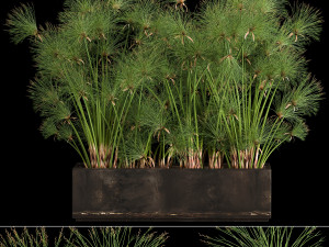 cyperus papyrus in a rust pot for the interior 1049 Model 3D