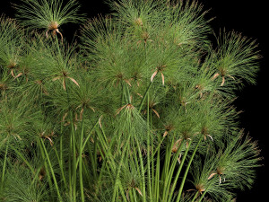 cyperus papyrus in a rust pot for the interior 1049 Model 3D
