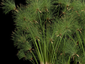 cyperus papyrus in a rust pot for the interior 1049 Model 3D