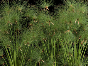 cyperus papyrus in a rust pot for the interior 1049 Model 3D