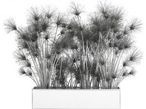 cyperus papyrus in a rust pot for the interior 1049 Model 3D