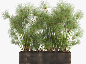 cyperus papyrus in a rust pot for the interior 1049 Model 3D