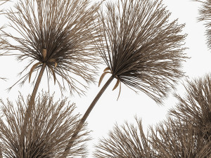 bouquet of dried flowers cyperus in a vase 177 Model 3D