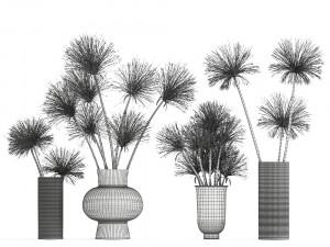bouquet of dried flowers cyperus in a vase 177 Model 3D