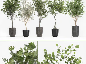 árvores decorativas em um vaso 1050 Modelo 3D