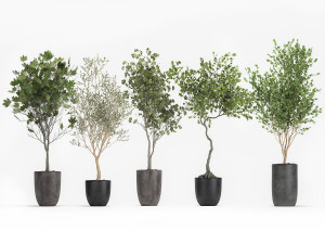 decorative trees in a flowerpot 1050 3D Model