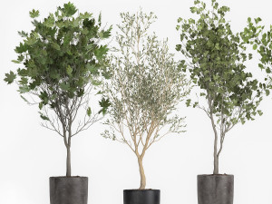 decorative trees in a flowerpot 1050 3D Model