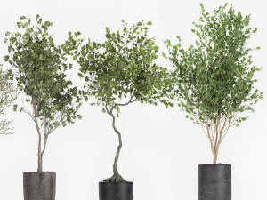 decorative trees in a flowerpot 1050 3D Model