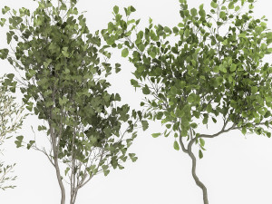 decorative trees in a flowerpot 1050 3D Model