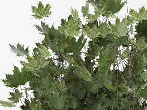 decorative trees in a flowerpot 1050 3D Model