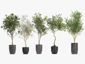 decorative trees in a flowerpot 1050 3D Model
