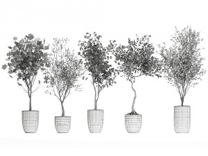 decorative trees in a flowerpot 1050 3D Model