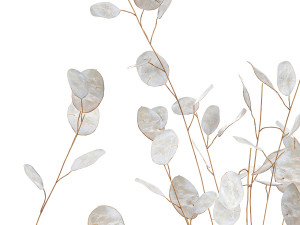 bouquet of dried flowers lunaria in a glass vase 178 3D मॉडल