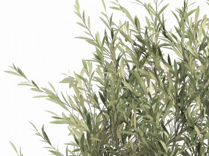 plants in a black pot for the interior 1051 3D Model