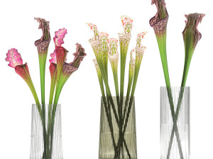 bouquet of sarracenia flowers in a vase 180 3D Model