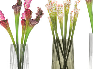 bouquet of sarracenia flowers in a vase 180 3D Model