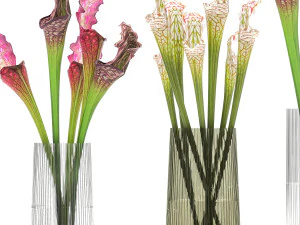 bouquet of sarracenia flowers in a vase 180 3D Model