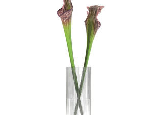 bouquet of sarracenia flowers in a vase 180 3D Model