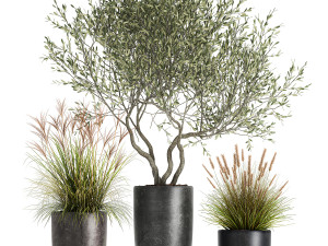 plants in a black pot for the interior 1052 3D Model