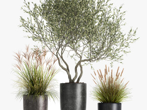 plants in a black pot for the interior 1052 3D Model