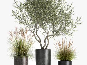 plants in a black pot for the interior 1052 3D Model