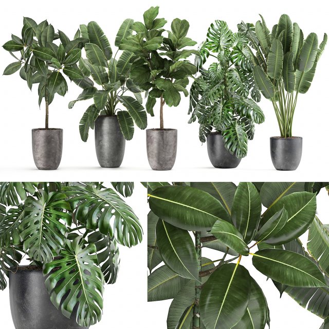 plants in a black pot for the interior 1053 3D Model .c4d .max .obj .3ds .fbx .stl .blend 