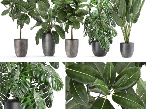 plants in a black pot for the interior 1053 3D Model