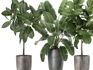 plants in a black pot for the interior 1053 3D Model