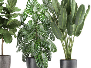 plants in a black pot for the interior 1053 3D Model