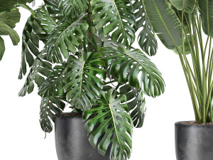 plants in a black pot for the interior 1053 3D Model