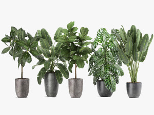 plants in a black pot for the interior 1053 3D Model