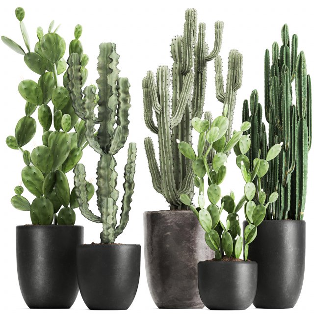 decorative cactus in a black pot for the interior 1054 3D Модель .c4d .max .obj .3ds .fbx .stl .blend 
