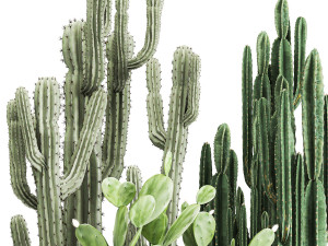 decorative cactus in a black pot for the interior 1054 3D Модель