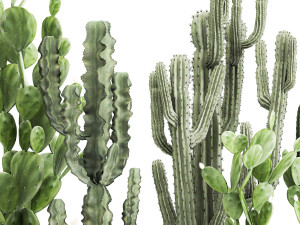 decorative cactus in a black pot for the interior 1054 3D Модель