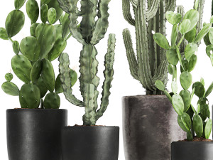 decorative cactus in a black pot for the interior 1054 3D Модель