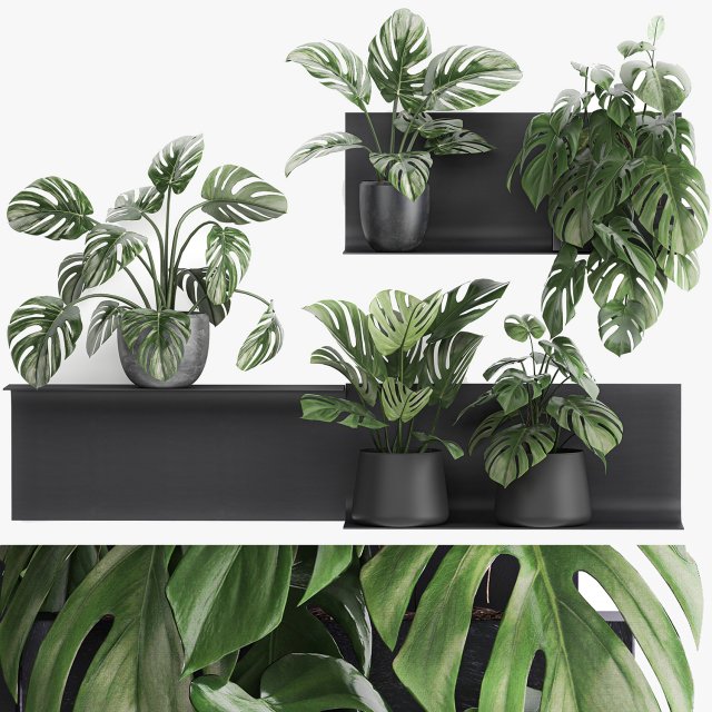 decorative shelf with flowers monstera in pots 71 Modello 3D .c4d .max .obj .3ds .fbx .stl .blend 