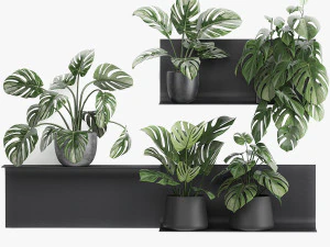 decorative shelf with flowers monstera in pots 71 3D Model