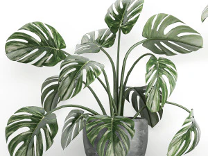 decorative shelf with flowers monstera in pots 71 3D Model