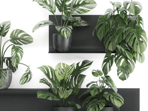 decorative shelf with flowers monstera in pots 71 Modello 3D