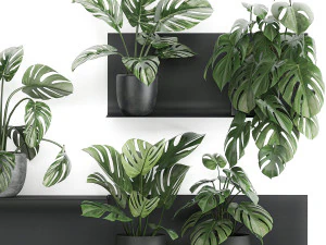 decorative shelf with flowers monstera in pots 71 3D Model