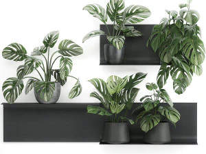 decorative shelf with flowers monstera in pots 71 3D Model