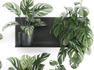 decorative shelf with flowers monstera in pots 71 Modello 3D