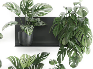 decorative shelf with flowers monstera in pots 71 3D Model