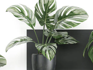 decorative shelf with flowers monstera in pots 71 3D Model