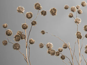 bouquet of dried flowers in a glass vase 182 3D Model