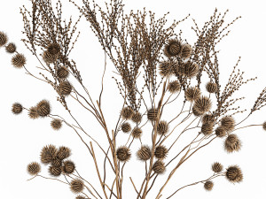 bouquet of dried flowers in a glass vase 183 3Dモデル