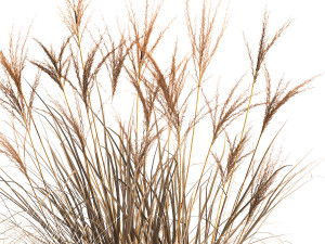 dried reeds in a rusty flowerpot for the interior 1058 3D Модель