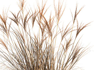 dried reeds in a rusty flowerpot for the interior 1058 3D Model