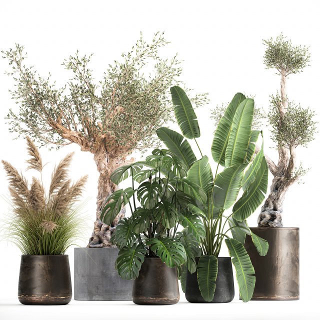 ornamental plants for landscape design 1060 3D-Modell .c4d .max .obj .3ds .fbx .stl .blend 